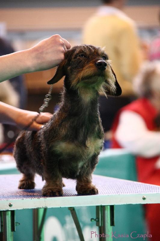 Crufts2011_2 1160.jpg